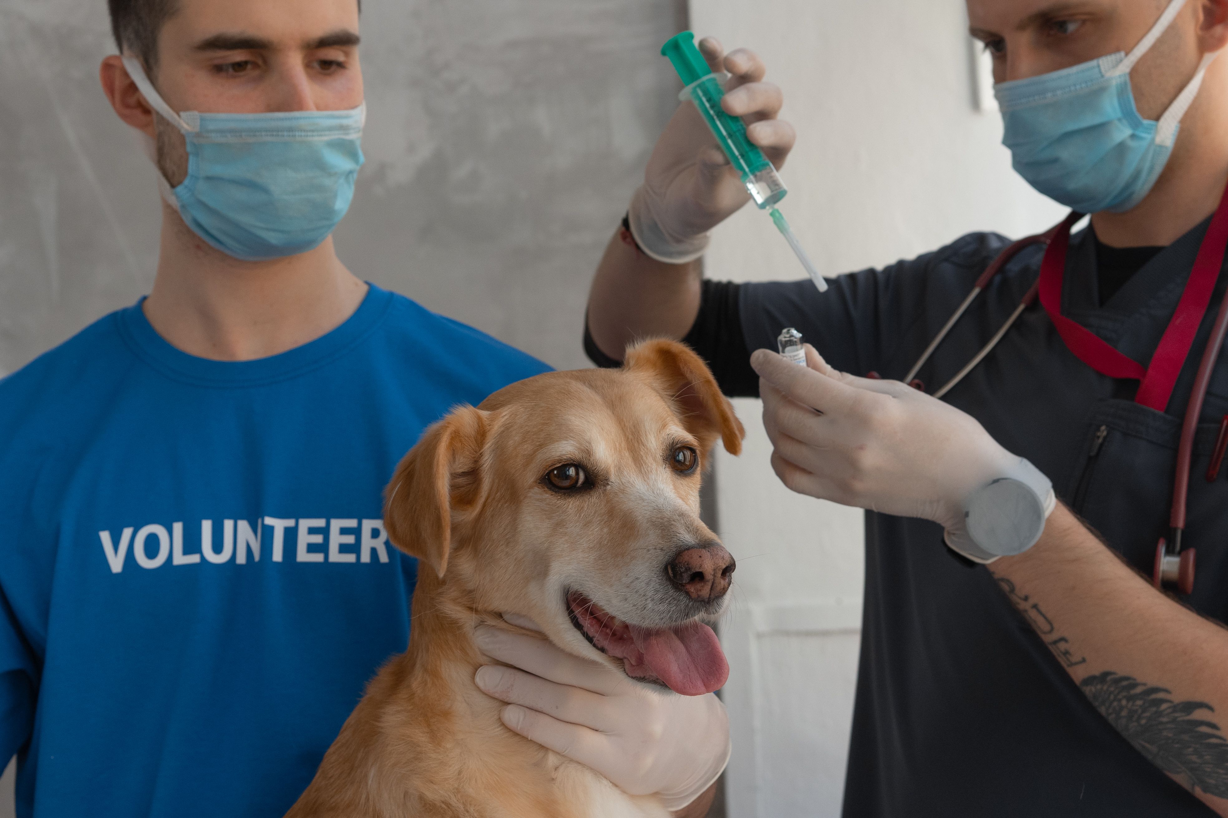 Panduan Lengkap Jadwal Vaksin Anjing yang Wajib Kamu Ketahui