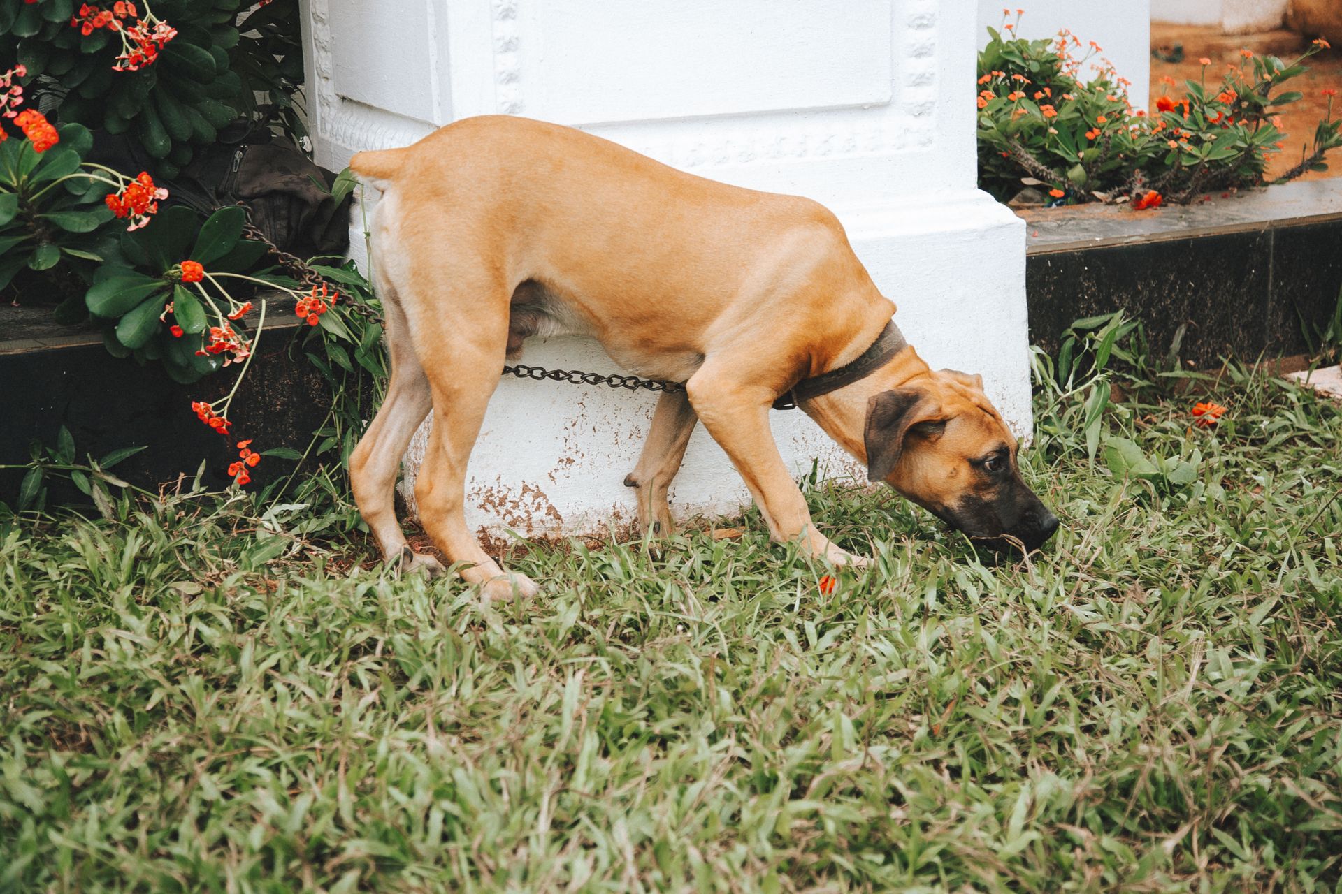 Cara Mudah Potty Training Anjing Agar Tidak Pipis Sembarangan
