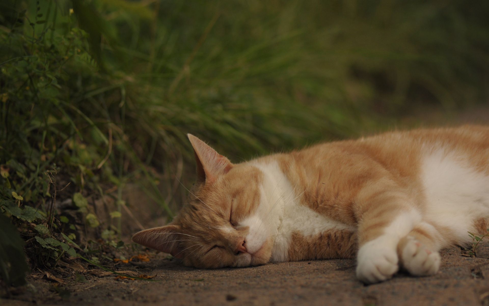 Tau gak sih? Kucing menghabiskan 70% hidupnya cuma buat tidur!