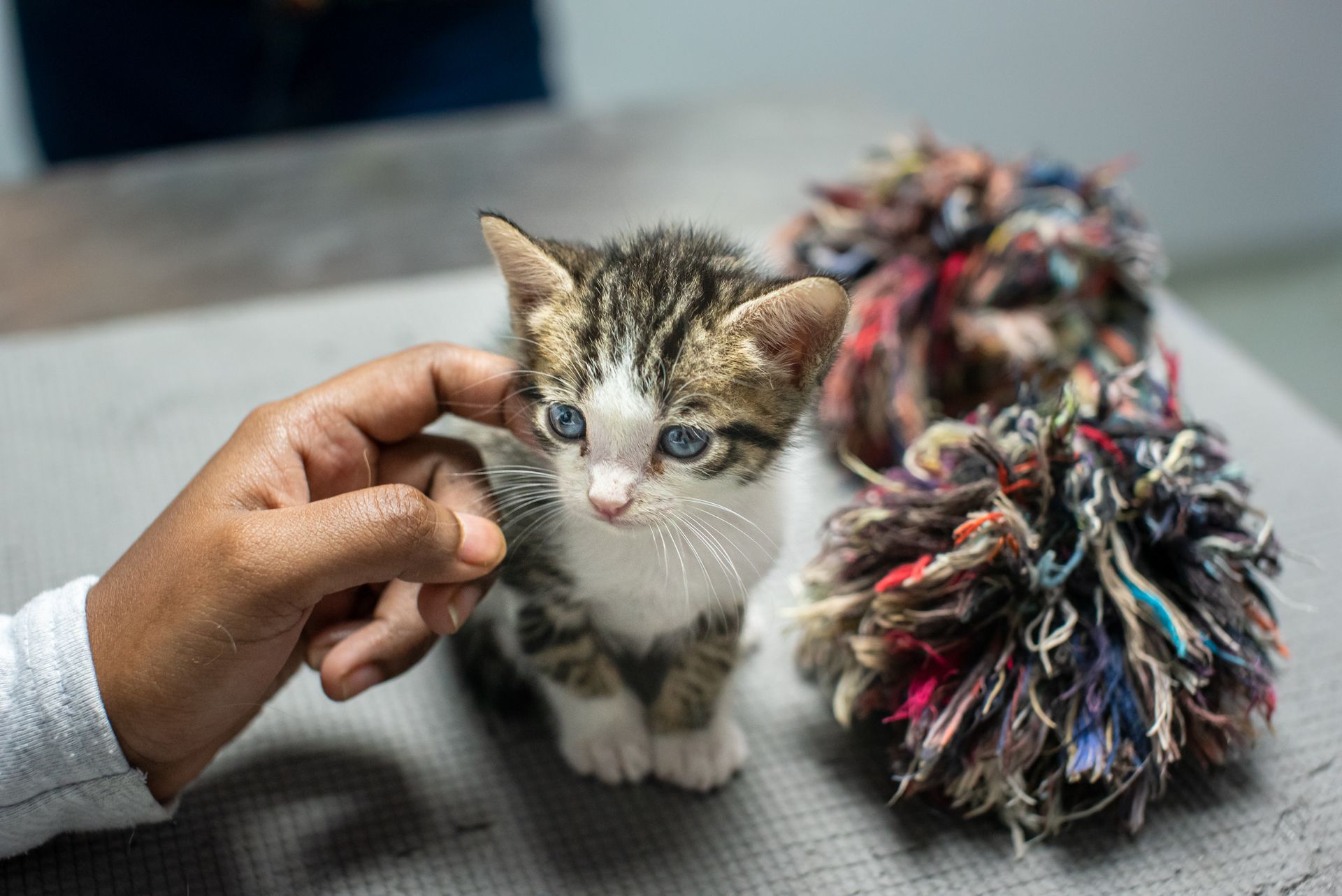 Kenalkan Nekoloni: Solusi Aman, Mudah, dan Terpercaya untuk Adopsi Hewan Peliharaan