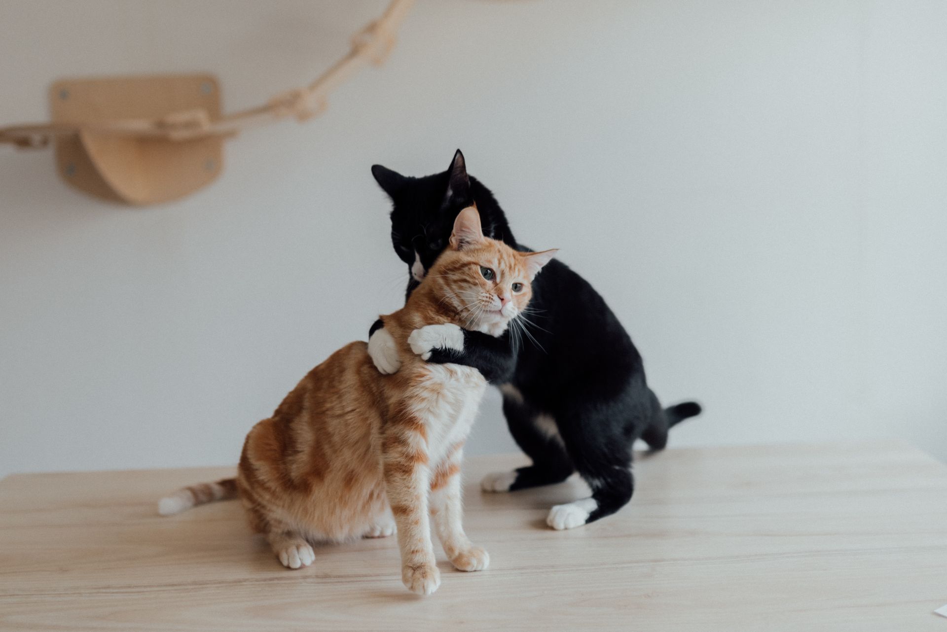 Kucing & Anjing Sehat Bebas Penyakit: Kenapa Steril dan Vaksinasi Itu Wajib Hukumnya?